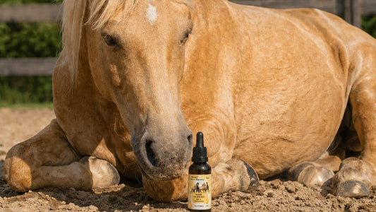 Supplementen voor paarden: Wanneer heeft dit zin?